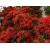 Nasiona Drzewo płomienia Embothrium coccineum szt.3 PWxx49