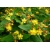 Nasiona Dziurawiec barwierski Hypericum szt.3 PWxx119