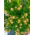 Nasiona Dziurawiec barwierski Hypericum szt.3 PWxx119