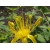 Nasiona Dziurawiec bupleuroides Hypericum szt.3 PWxx120