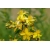 Nasiona Dziurawiec bupleuroides Hypericum szt.3 PWxx120