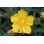 Nasiona Dziurawiec kielichowaty Hypericum szt.3 PWxx121