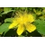 Nasiona Dziurawiec kielichowaty Hypericum szt.3 PWxx121