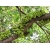 Nasiona Figowiec groniasty Ficus racemosa szt.3 PWxx104