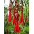 Nasiona Fuksja boliwijska Fuchsia boliviana szt.3 PWxx108