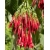 Nasiona Fuksja boliwijska Fuchsia boliviana szt.3 PWxx108