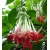Nasiona Fuksja boliwijska biała Fuchsia boliviana white szt.3 PWxx109