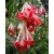 Nasiona Fuksja boliwijska biała Fuchsia boliviana white szt.3 PWxx109