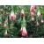 Nasiona Fuksja boliwijska biała Fuchsia boliviana white szt.3 PWxx109