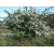 Nasiona Głóg jednoszyjkowy Crataegus szt.3 PWxx84