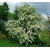 Nasiona Głóg jednoszyjkowy Crataegus szt.3 PWxx84