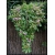 Nasiona Grewia occidentalis szt.3 PWxx113