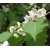 Nasiona Hoheria lyallii szt.3 PWxx117