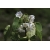 Nasiona Hoheria lyallii szt.3 PWxx117