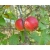 Nasiona Jabłoń niska malus pumila szt.3 PWxx147