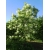 Nasiona Jesion siebolda fraxinus sieboldana szt.3 PWxx106