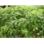 Nasiona Jeżyna białopędowa Rubus szt.3 PWxx187