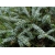 Nasiona Jodła koreańska szt.3 PWxx19
