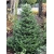 Nasiona Jodła koreańska szt.3 PWxx19