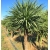 Nasiona Kordylina australijska szt.3 PWxx65