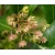 Nasiona Krzew chmielowy Dodonaea szt.3 PWxx96