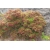 Nasiona Krzew chmielowy Dodonaea szt.3 PWxx96