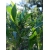 Nasiona Krzew chmielowy Dodonaea szt.3 PWxx96