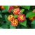 Nasiona Lantana pospolita szt.3 PWxx132