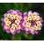 Nasiona Lantana pospolita szt.3 PWxx132
