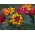 Nasiona Lantana pospolita szt.3 PWxx132