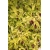 Nasiona Leicesteria piękna złoty liść leycesteria szt.3 PWxx137