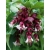 Nasiona Leicesteria piękna fioletowa purple rain leycesteria szt.3 PWxx138