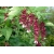 Nasiona Leicesteria piękna fioletowa purple rain leycesteria szt.3 PWxx138