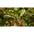Nasiona Suchodrzew alpejski lonicera szt.3 PWxx141