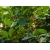 Nasiona Suchodrzew alpejski lonicera szt.3 PWxx141
