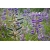 Nasiona Łubin wydmowy lupinus szt.3 PWxx143