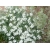 Nasiona Maciejka krzewiasta biała matthiola szt.3 PWxx149
