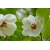Nasiona Magnolia siebolda sieboldii szt.3 PWxx145