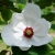 Nasiona Magnolia wilsona wilsonii szt.3 PWxx146