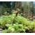 Nasiona Melianthus villosus szt.3 PWxx150