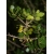 Nasiona Melicytus obovatus szt.3 PWxx151