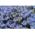 Nasiona Moltkia skalista petraea szt.3 PWxx152