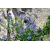 Nasiona Moltkia skalista petraea szt.3 PWxx152