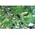 Nasiona Morwa czarna morus nigra szt.3 PWxx153