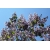 Nasiona Paulownia wielkolistna elongata szt.3 PWxx155