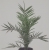 Nasiona Daktylowiec kanaryjski Phoenix canariensis szt.3 PWxx160