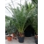 Nasiona Daktylowiec kanaryjski Phoenix canariensis szt.3 PWxx160