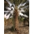 Nasiona Daktylowiec właściwy Phoenix dactylifera szt.3 PWxx161