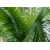 Nasiona Daktylowiec klifowy Phoenix rupicola szt.3 PWxx162