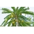 Nasiona Amla liściokwiat phyllantus szt.3 PWxx163